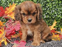Tucker, a male Cavapoo for sale in Boyden, IA – 9 of 10