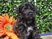 Levi, a male Yorkipoo for sale in Boyden, IA – Photo 9 of 10