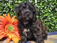 Levi, a male Yorkipoo for sale in Boyden, IA – Photo 8 of 10