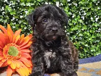 Levi, a male Yorkipoo for sale in Boyden, IA – Photo 10 of 10