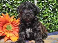 Levi, a male Yorkipoo for sale in Boyden, IA – Photo 5 of 10