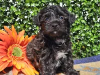 Levi, a male Yorkipoo for sale in Boyden, IA – Photo 7 of 10