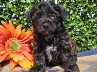 Levi, a male Yorkipoo for sale in Boyden, IA – Photo 1 of 10