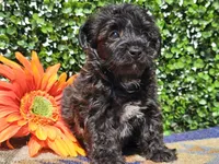 Levi, a male Yorkipoo for sale in Boyden, IA – Photo 2 of 10
