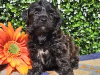 Levi, a male Yorkipoo for sale in Boyden, IA – Photo 3 of 10