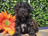 Levi, a male Yorkipoo for sale in Boyden, IA – Photo 6 of 10