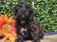 Levi, a male Yorkipoo for sale in Boyden, IA – Photo 4 of 10