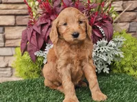 Wally, a male Goldendoodle for sale in Boyden, IA – 9 of 10