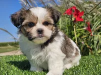 Emily, a female Shorkie for sale in Boyden, IA – 3 of 10