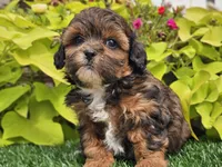Nova, a female Shihpoo for sale in Boyden, IA – 5 of 10