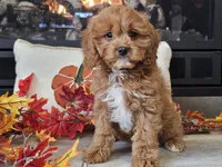 Teeter, a female Cavapoo for sale in Boyden, IA – 5 of 10