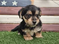 Krissy, a female Morkie for sale in Boyden, IA – 8 of 10