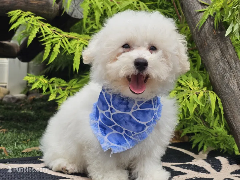 Colby – Havapoo puppy for sale in Boyden, IA
