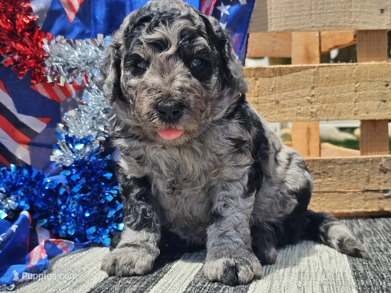 Kyros – Bernedoodle puppy for sale in Boyden, IA