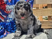 Kyros, a male Bernedoodle for sale in Boyden, IA – 1 of 10