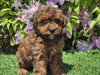Scooby, a male Havapoo for sale in Boyden, IA – 8 of 10
