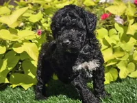 Pixie, a female Poodle - Miniature  for sale in Boyden, IA – 4 of 9
