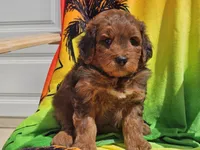 Sirius, a male Miniature Bernedoodle for sale in Boyden, IA – 8 of 10