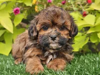 Nugget, a male Shihpoo for sale in Boyden, IA – 5 of 10