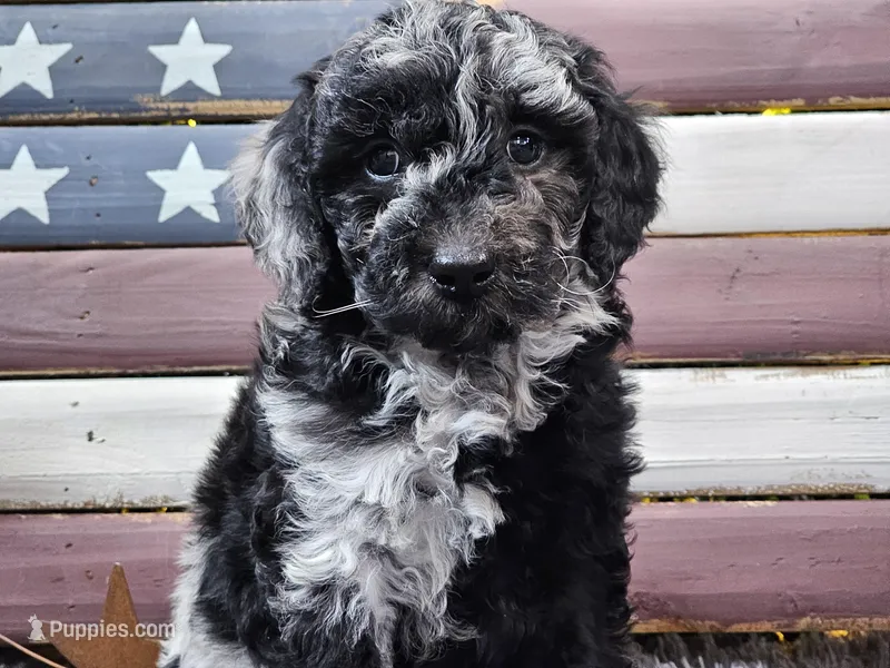Carly – Goldendoodle puppy for sale in Boyden, IA