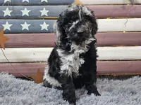 Carly, a female Goldendoodle for sale in Boyden, IA – Photo 9 of 10