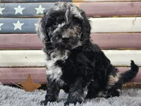 Carly, a female Goldendoodle for sale in Boyden, IA – Photo 6 of 10