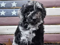 Carly, a female Goldendoodle for sale in Boyden, IA – Photo 3 of 10