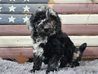 Carly, a female Goldendoodle for sale in Boyden, IA – Photo 2 of 10