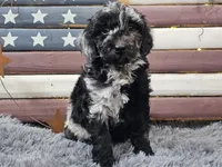 Carly, a female Goldendoodle for sale in Boyden, IA – Photo 8 of 10
