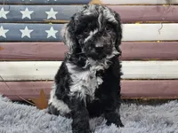 Carly, a female Goldendoodle for sale in Boyden, IA – Photo 10 of 10