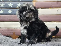 Carly, a female Goldendoodle for sale in Boyden, IA – Photo 4 of 10