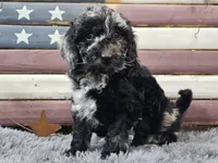 Carly, a female Goldendoodle for sale in Boyden, IA – Photo 5 of 10