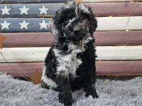 Carly, a female Goldendoodle for sale in Boyden, IA – Photo 7 of 10