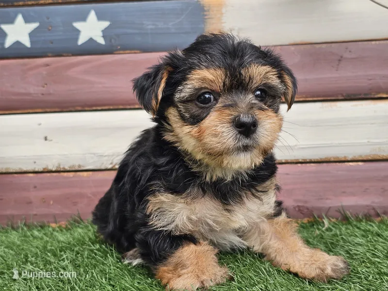 Kala – Morkie puppy for sale in Boyden, IA