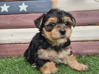 Kala, a female Morkie for sale in Boyden, IA – 1 of 10