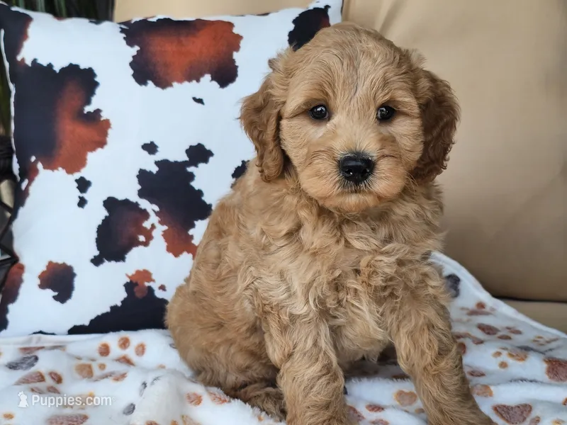 Jax – Miniature Goldendoodle puppy for sale in Boyden, IA