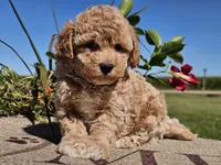 Imani , a male Havapoo for sale in Boyden, IA – 3 of 10