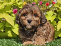 Nash, a male Shihpoo for sale in Boyden, IA – 10 of 10