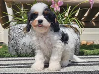 Truman, a male Cavapoo for sale in Boyden, IA – 5 of 10