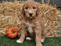 Serenity , a female Goldendoodle for sale in Boyden, IA – 5 of 10