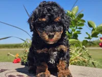 Ian, a male Havapoo for sale in Boyden, IA – 5 of 10