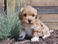 Raija, a female Havapoo for sale in Boyden, IA – 10 of 10