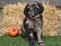 Sabrina , a female Goldendoodle for sale in Boyden, IA – 4 of 10