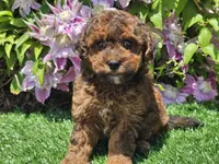 Scooby, a male Havapoo for sale in Boyden, IA – 3 of 10