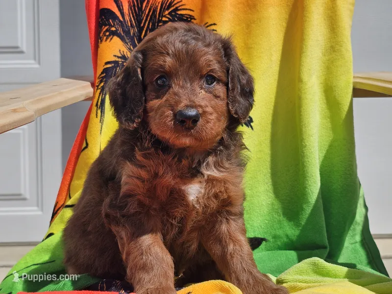 Sultan – Miniature Bernedoodle puppy for sale in Boyden, IA