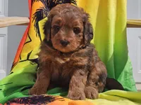 Sirius, a male Miniature Bernedoodle for sale in Boyden, IA – 4 of 10