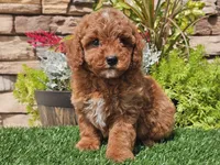 Darius, a male Poodle - Miniature  for sale in Boyden, IA – 2 of 10