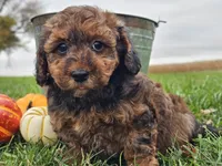 Benny, a male Havapoo for sale in Boyden, IA – 2 of 10