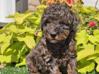 Pebbles, a male Poodle - Miniature  for sale in Boyden, IA – 3 of 10