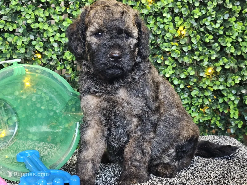 Forest  – Whoodle puppy for sale in Boyden, IA